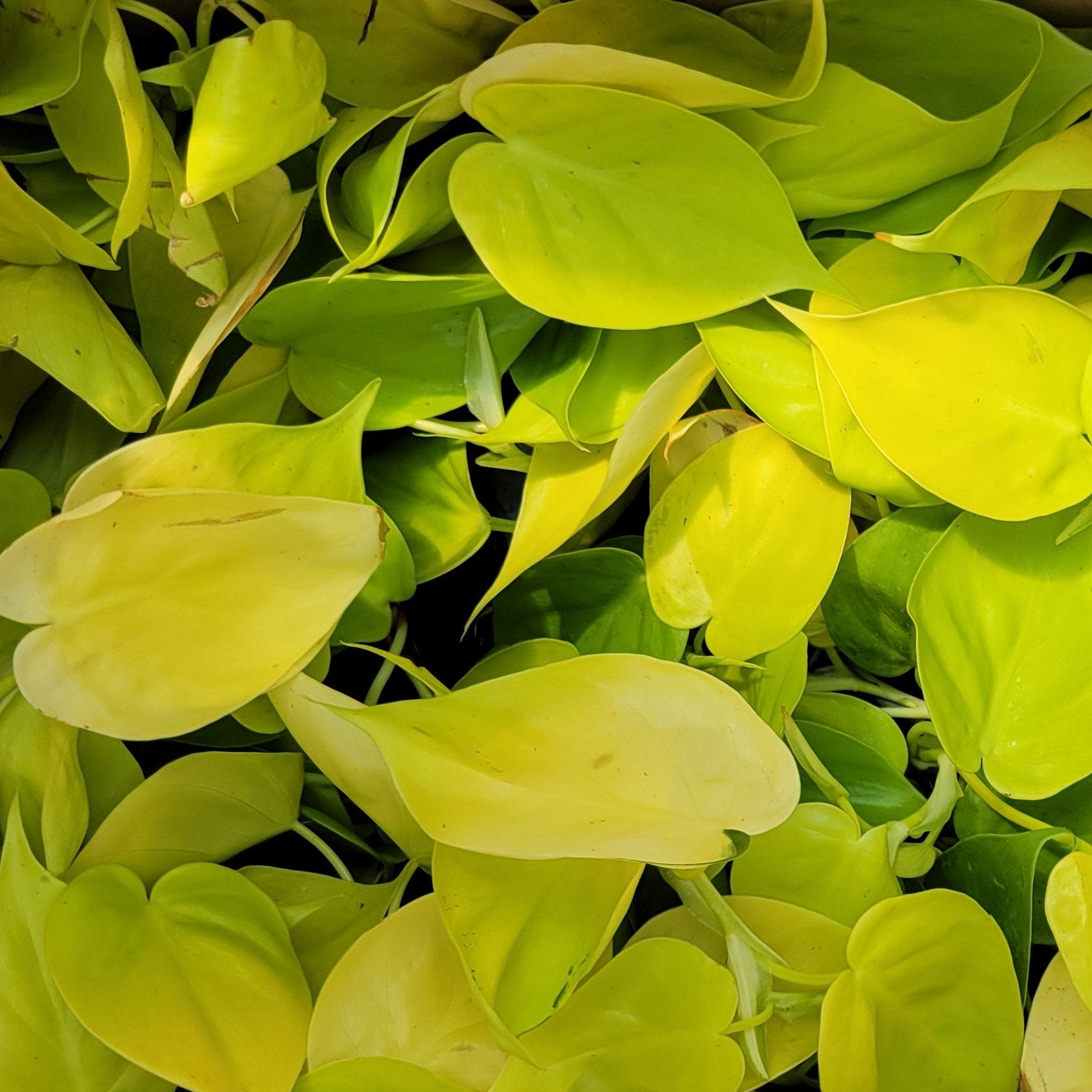 philodendron cordatum gold Philodendron cordatum – Scott's Nursery Ltd