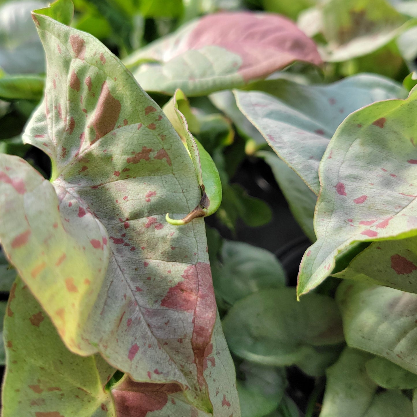 Syngonium 'Confetti' Arrowhead