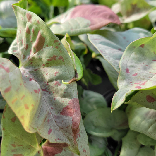 Arrowhead 'Confetti'