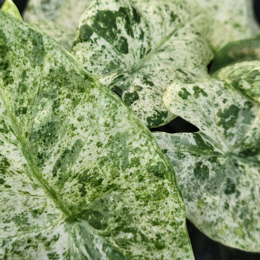 Alocasia Macrorrhiza