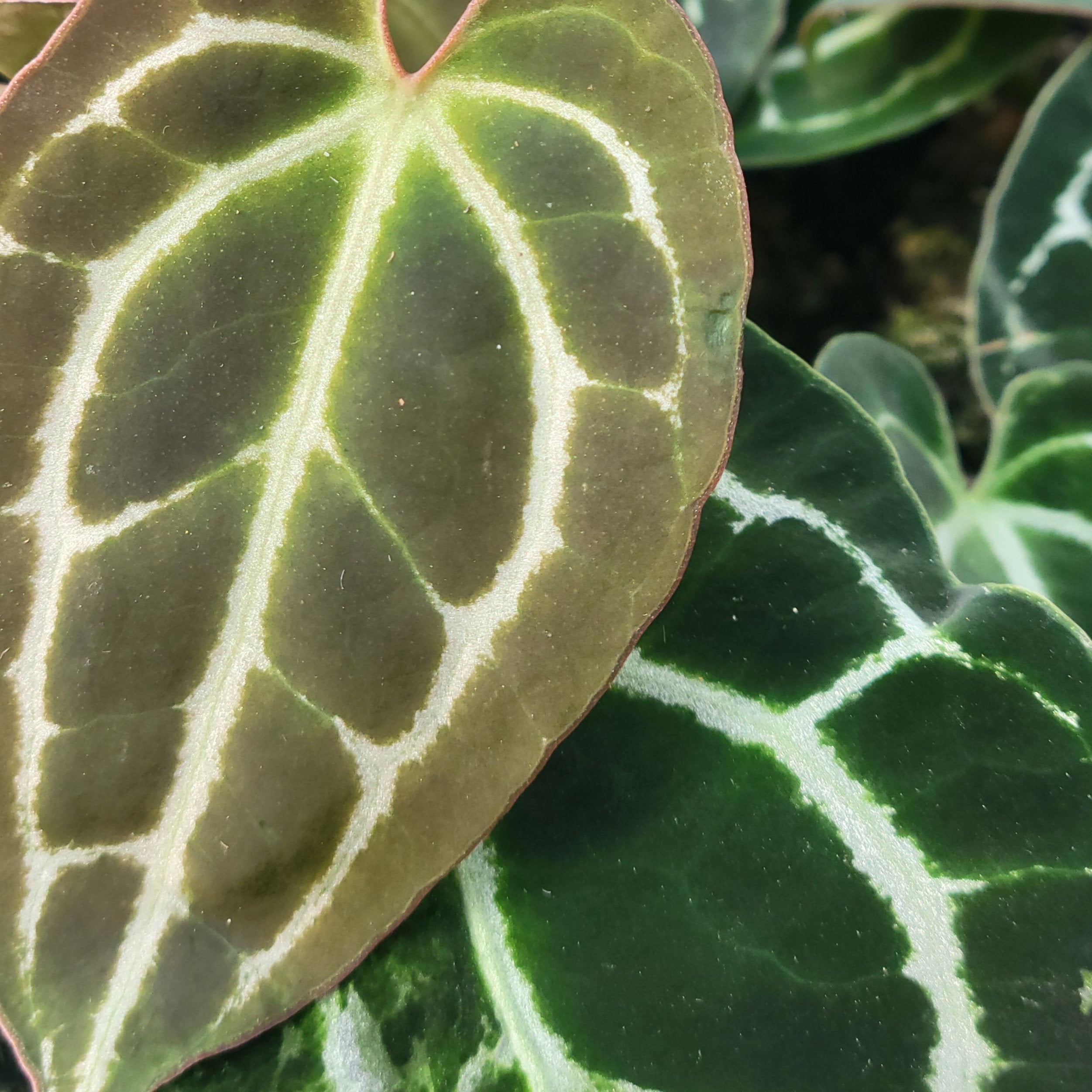 Anthurium 'Crystallinum '