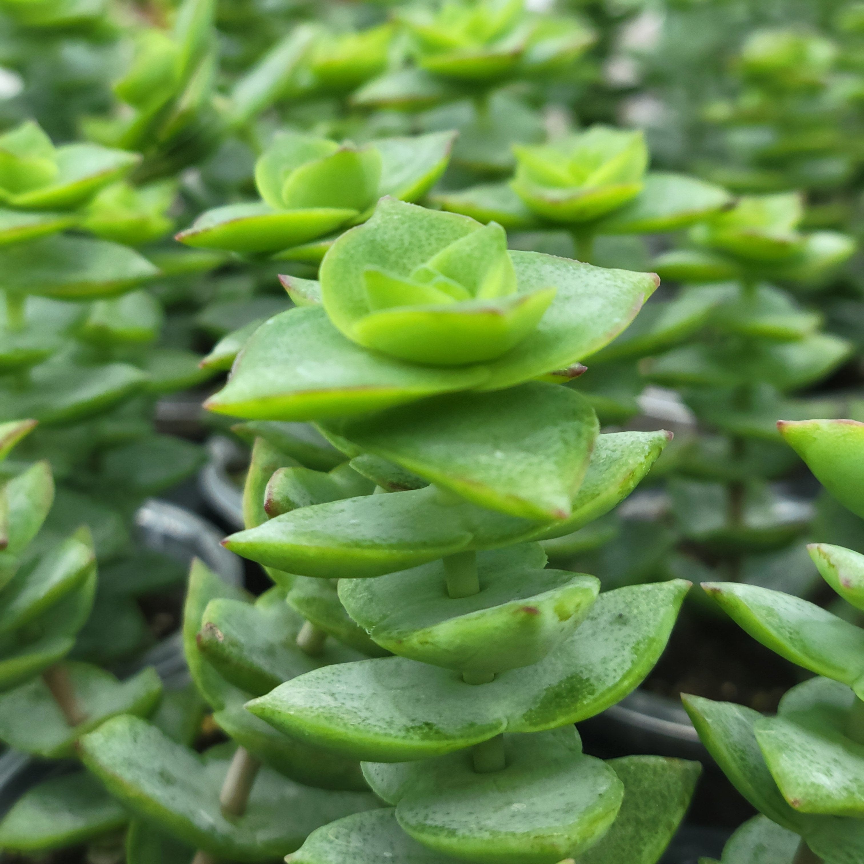 Jade Necklace