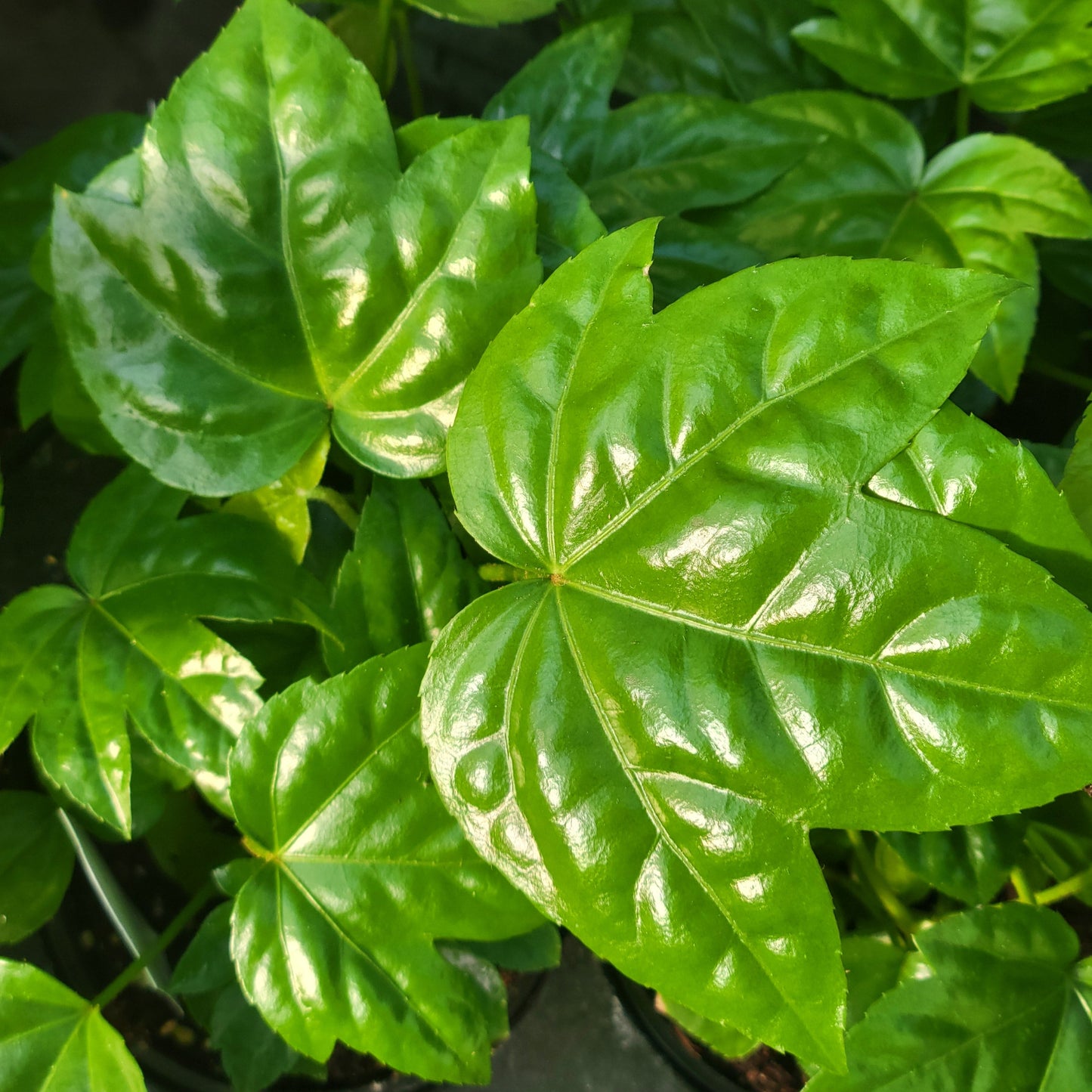 Paperplant (Fatsia Japonica)