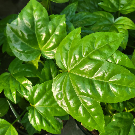 Paperplant (Fatsia Japonica)
