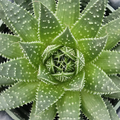Aloe 'Snow or Lace Aloe'