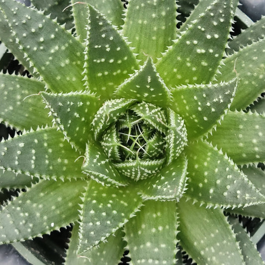 Aloe 'Snow or Lace Aloe'