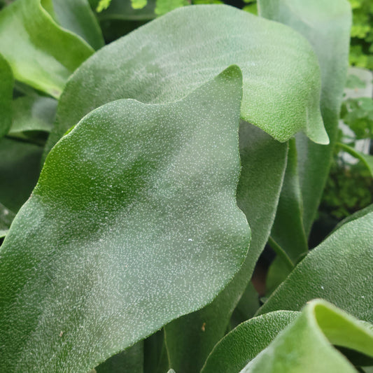 Staghorn Fern