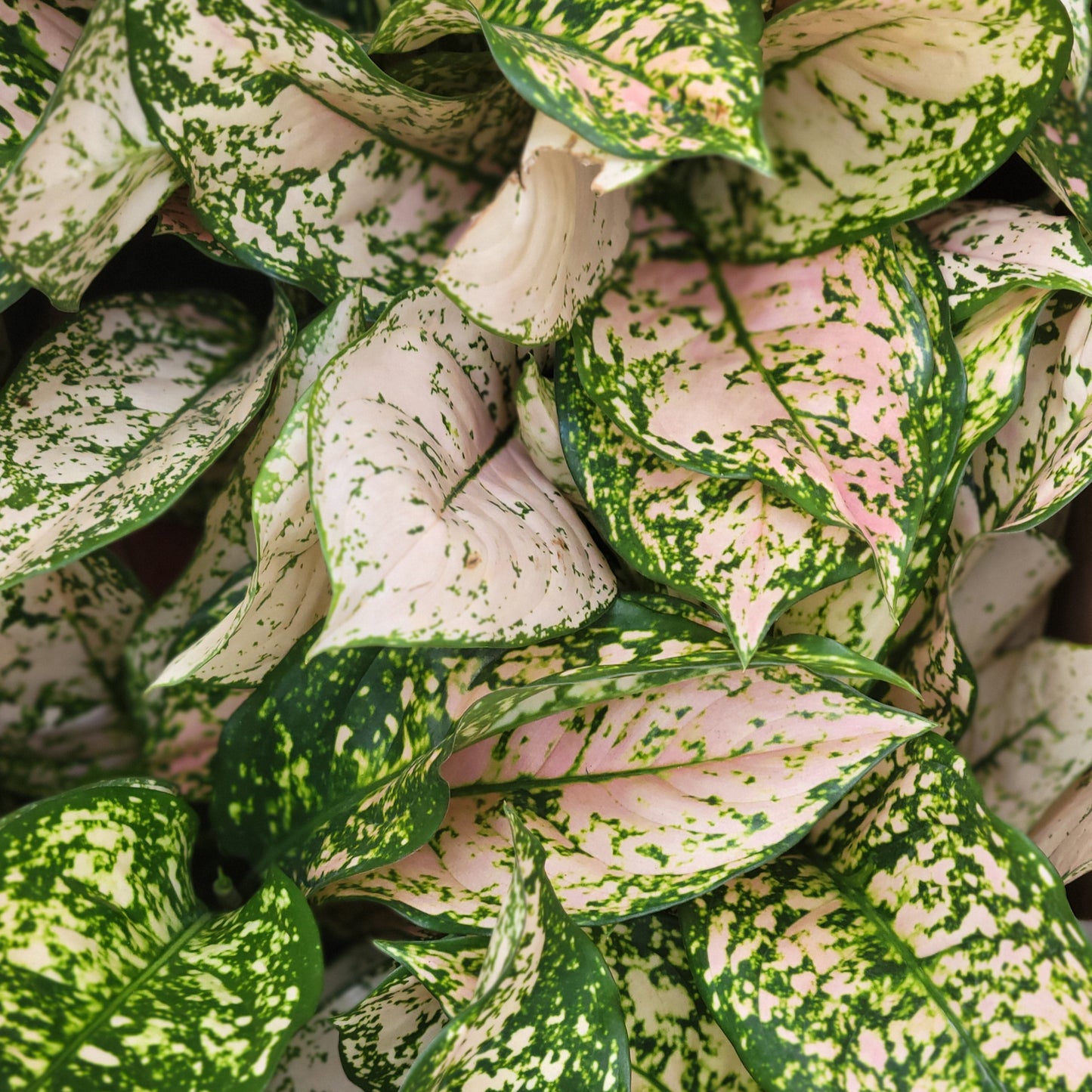 Aglaonema 'Etta Rose'