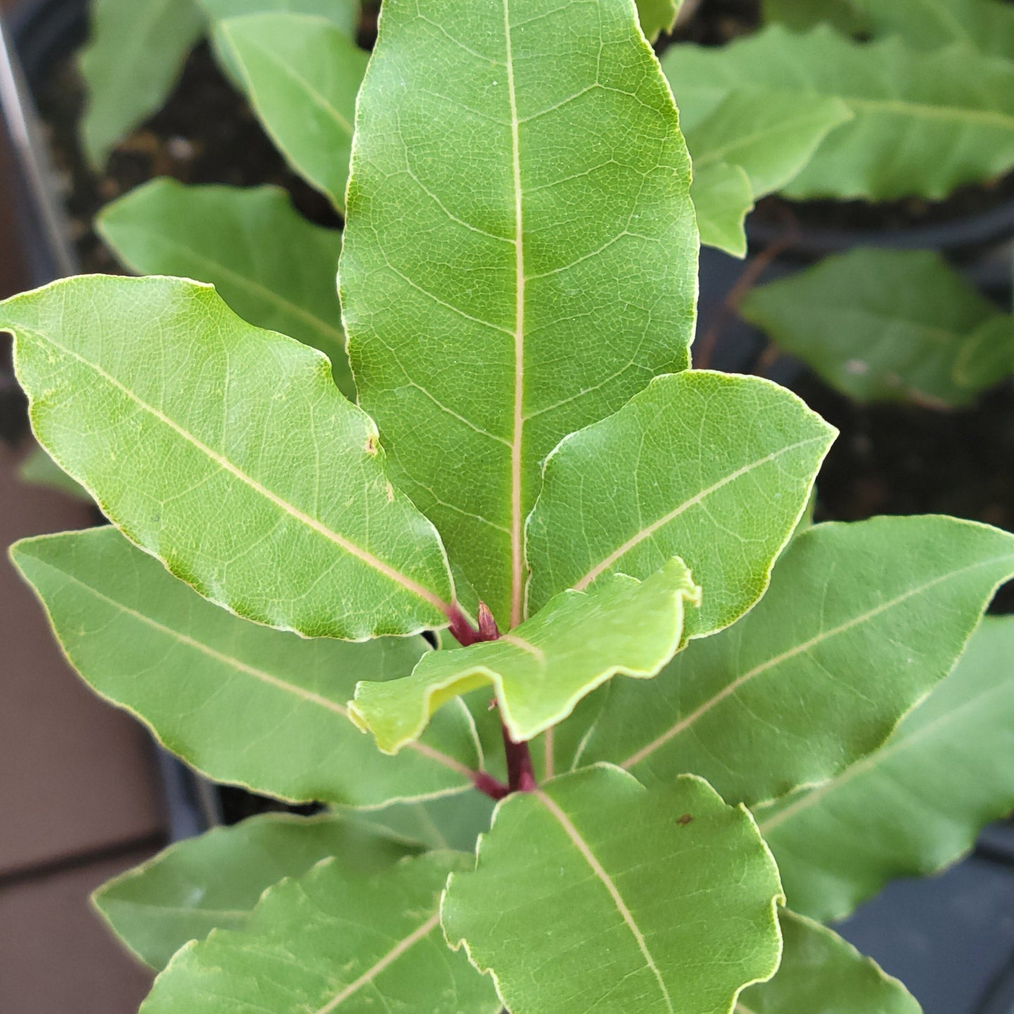 Bay Leaf