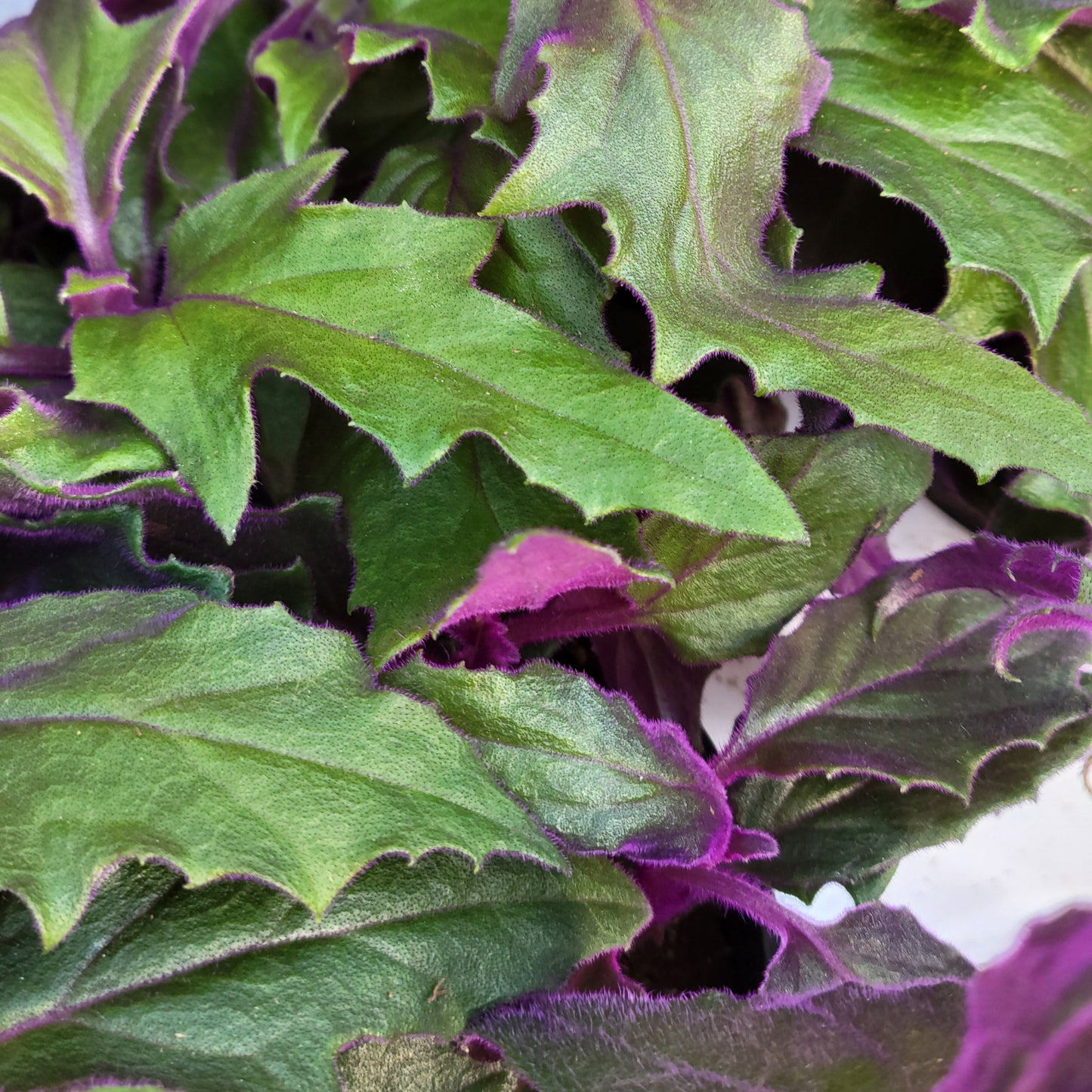 Purple Passion Plant