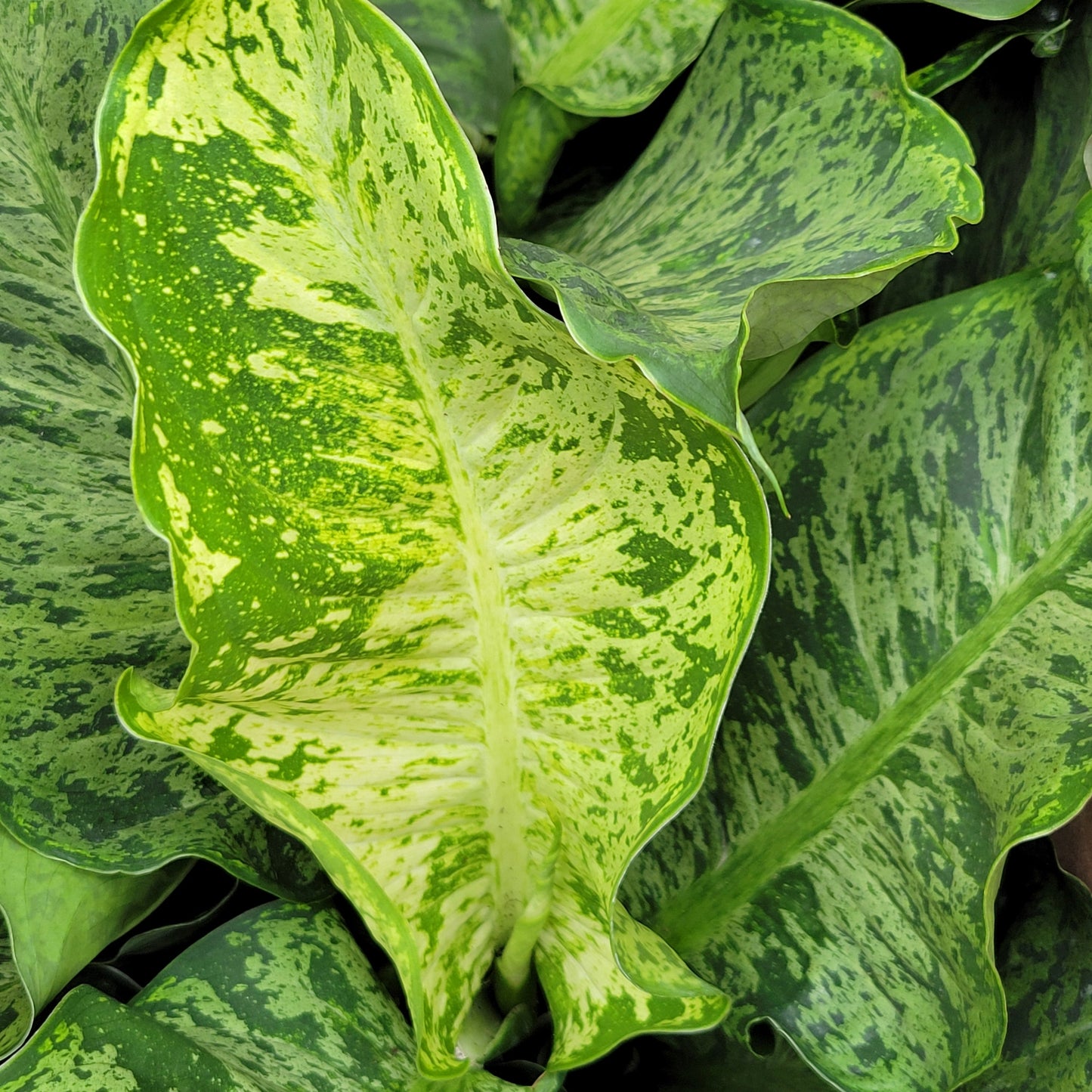 Dieffenbachia 'Cheetah'