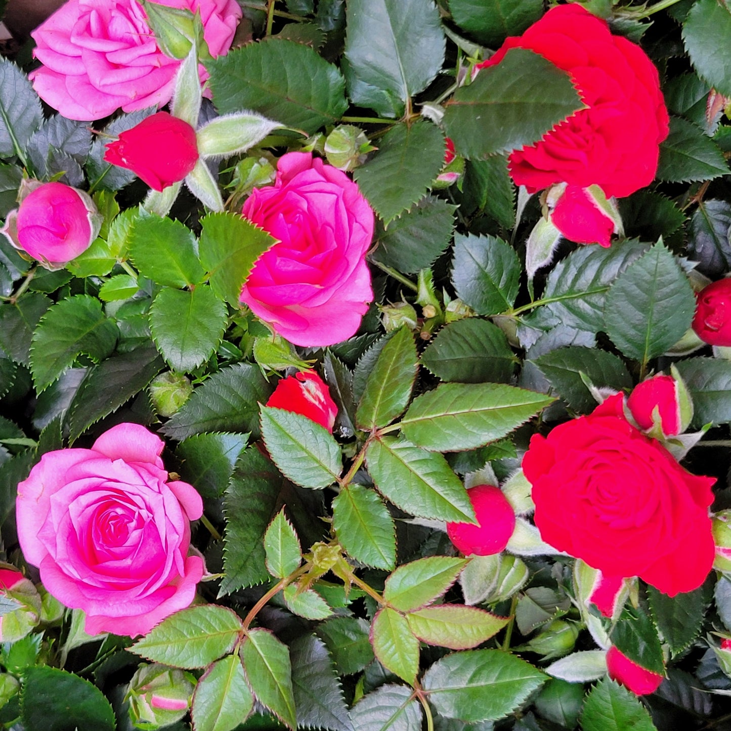 Mini Rose Bush Assorted