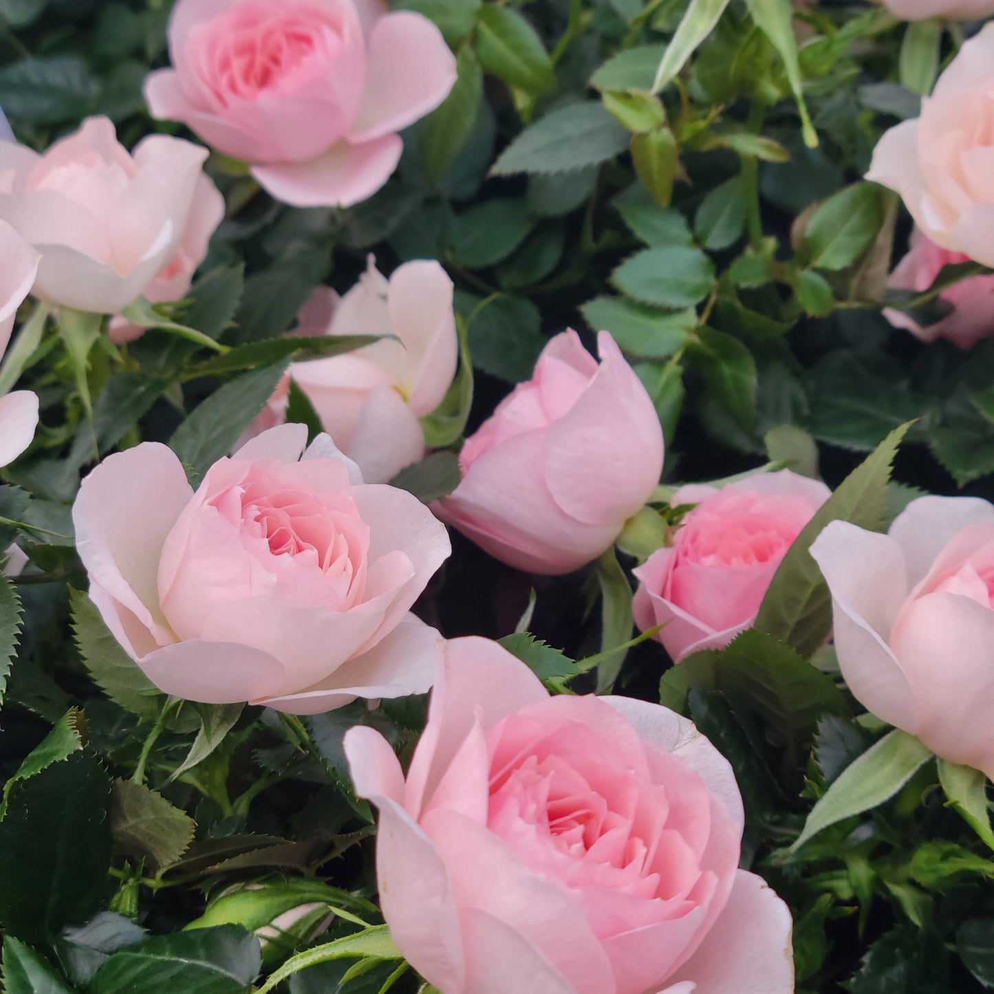 Mini Rose Bush 'Rosaroma'