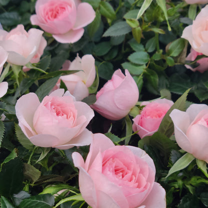 Mini Rose Bush 'Rosaroma'