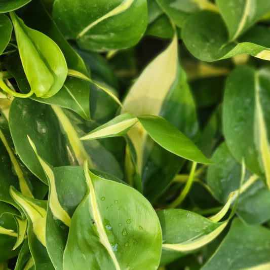 Philodendron 'Rio'
