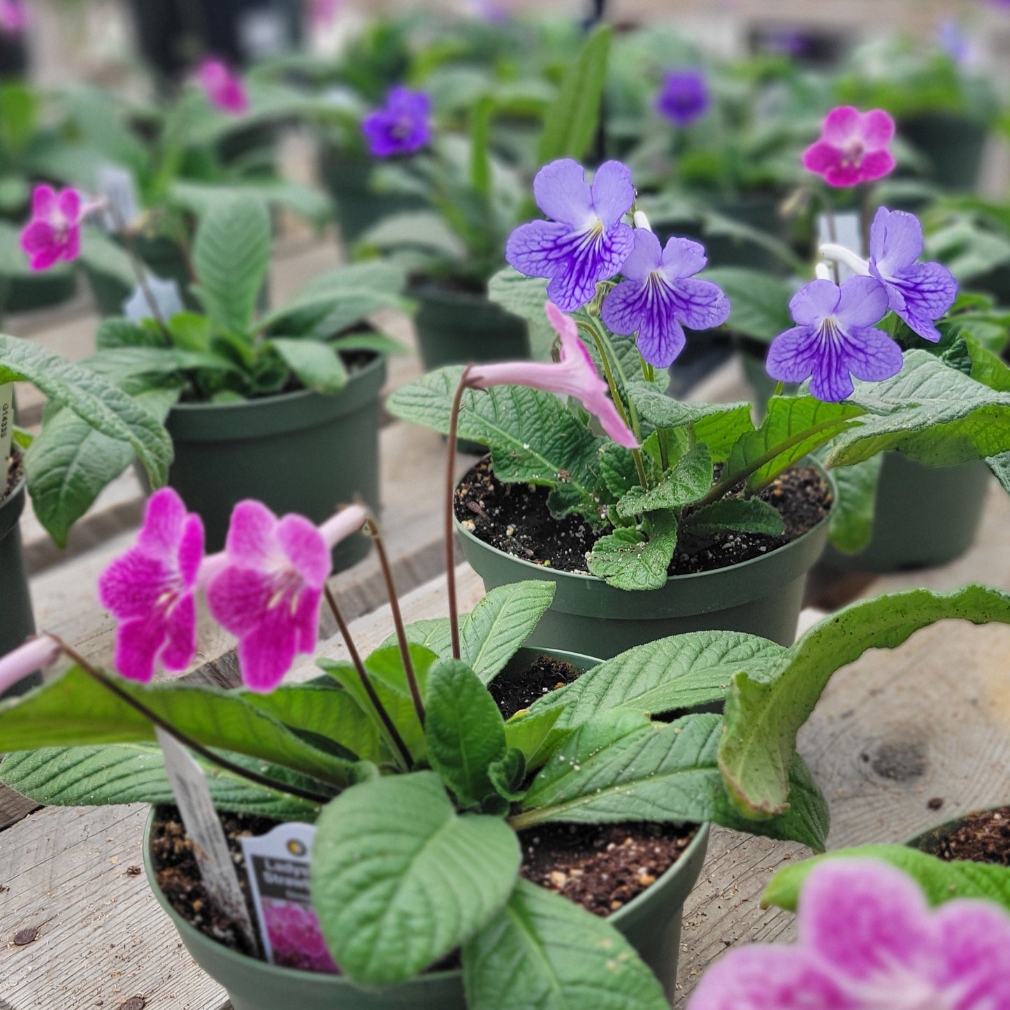 Streptocarpus