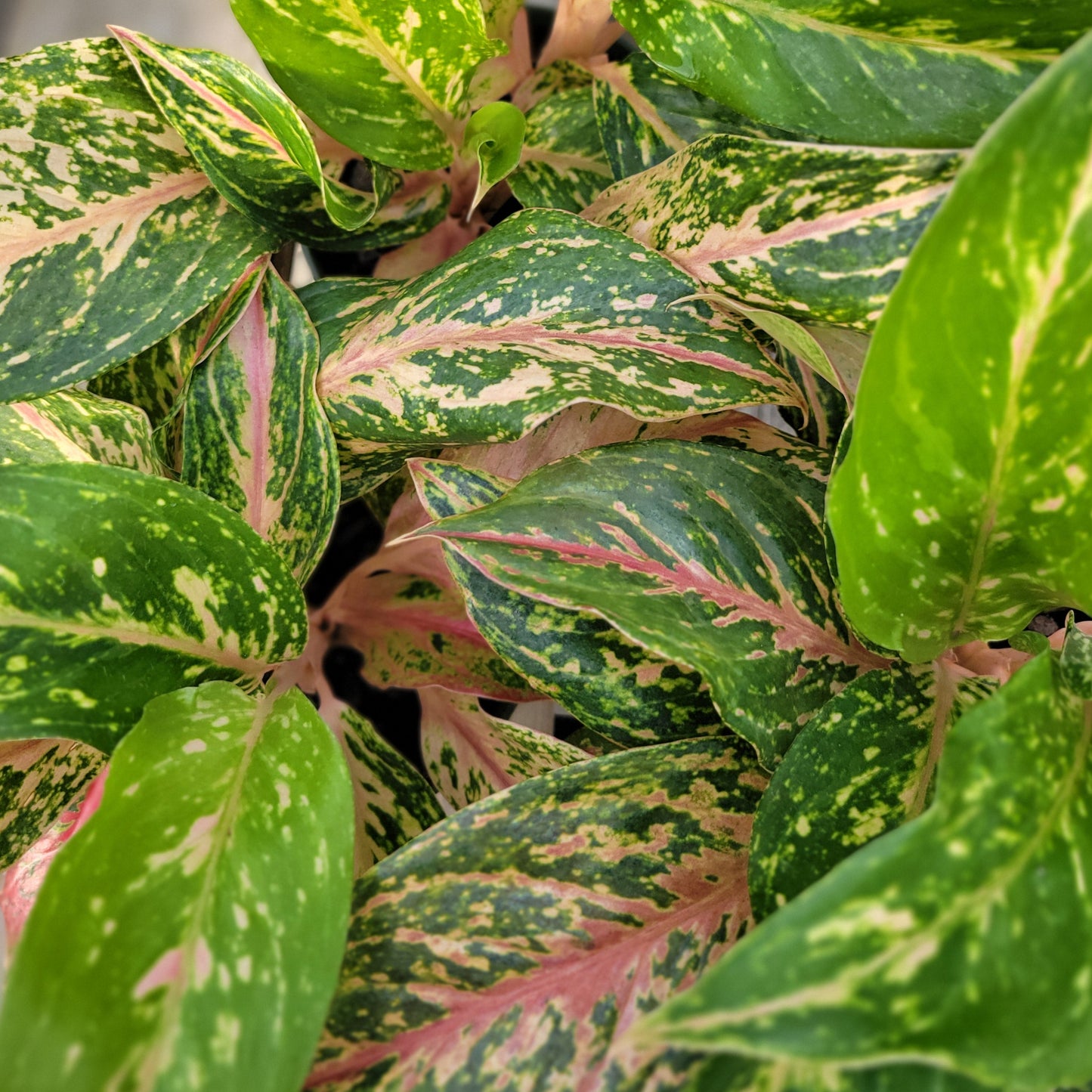 Aglaonema 'Sparkling Sarah'
