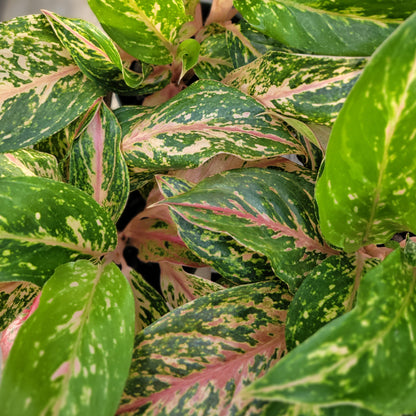 Aglaonema 'Sparkling Sarah'
