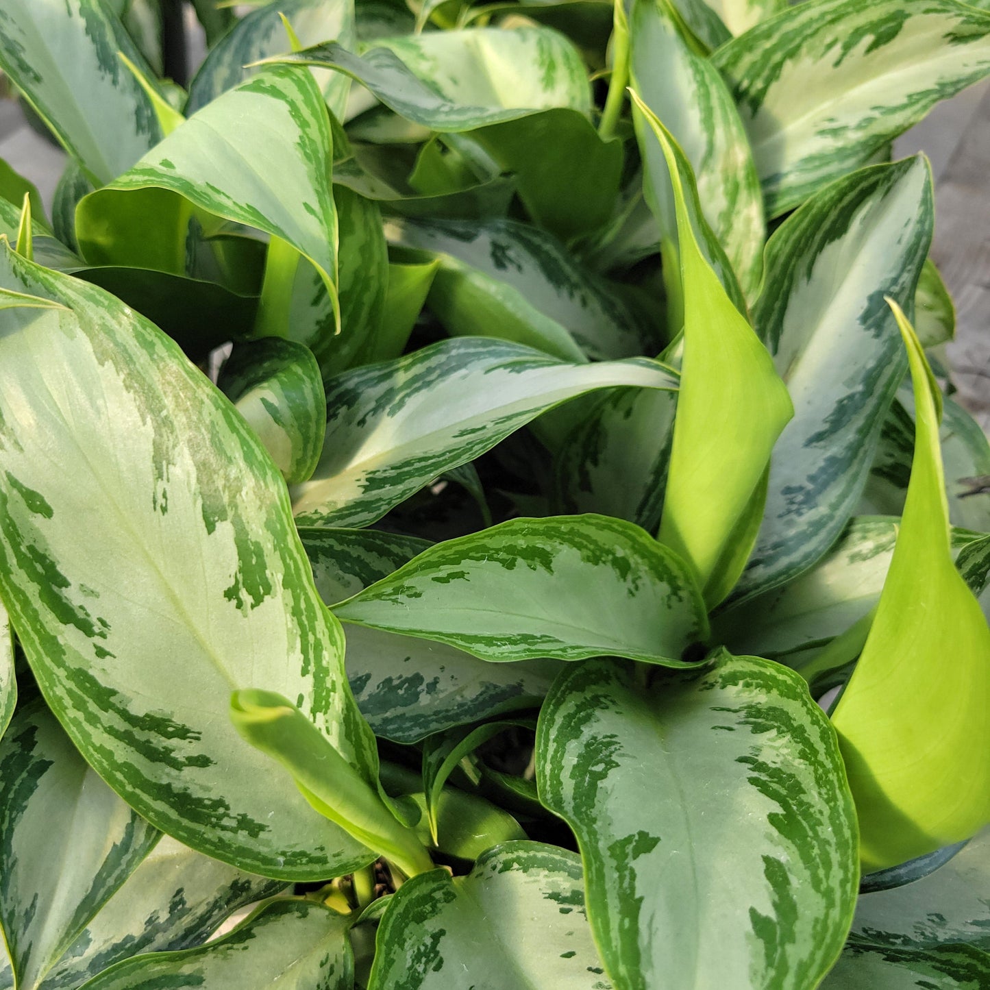 Aglaonema 'Leprechaun'