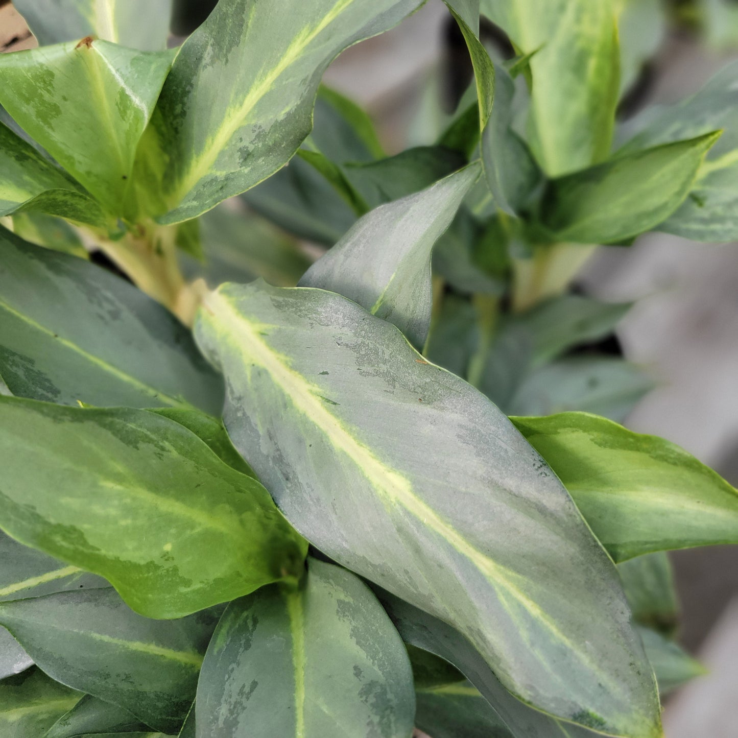 Aglaonema 'Phucket'