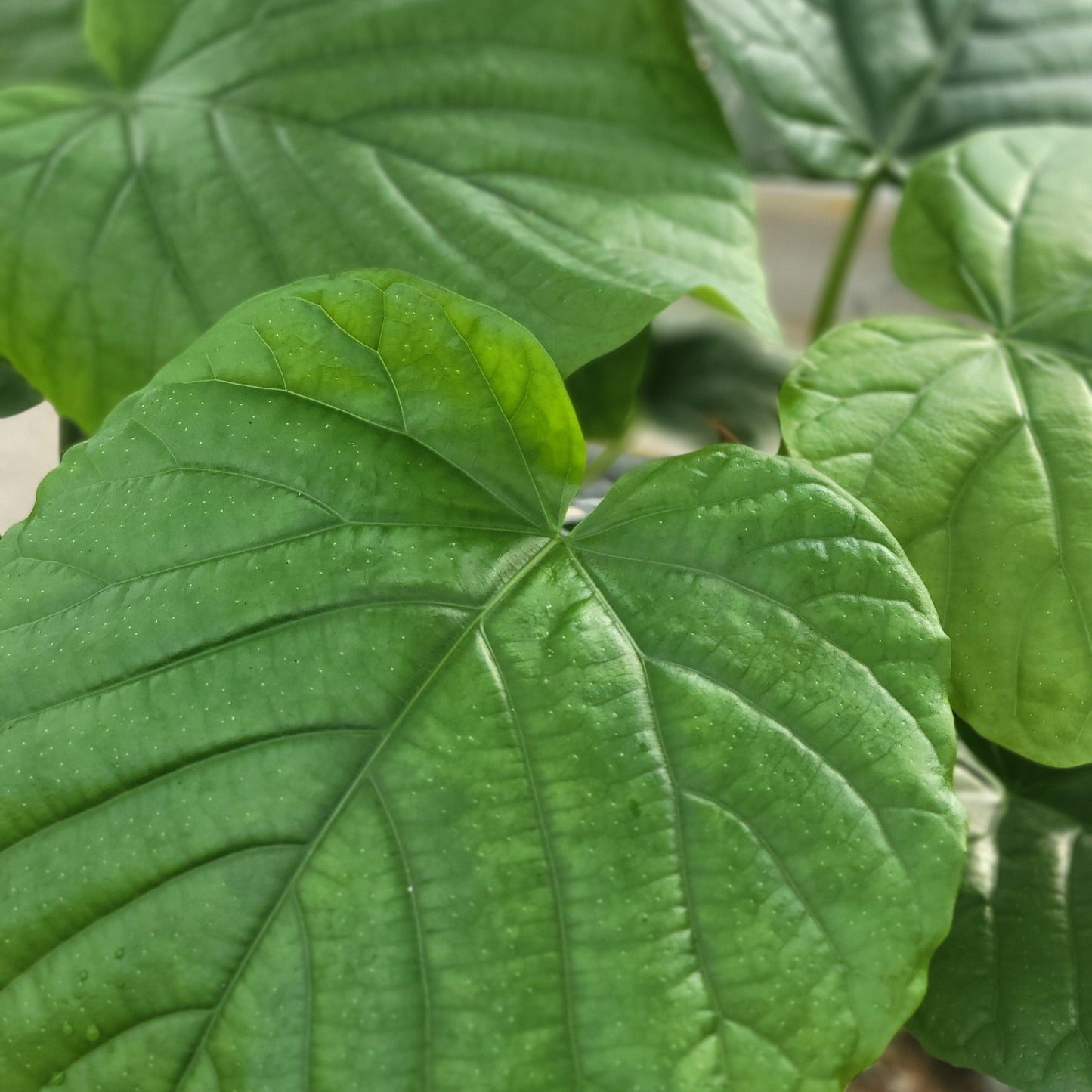 Ficus umbellata