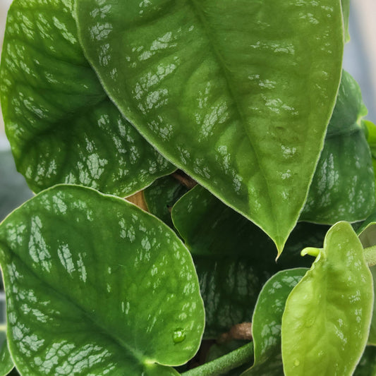 Monstera Dubia