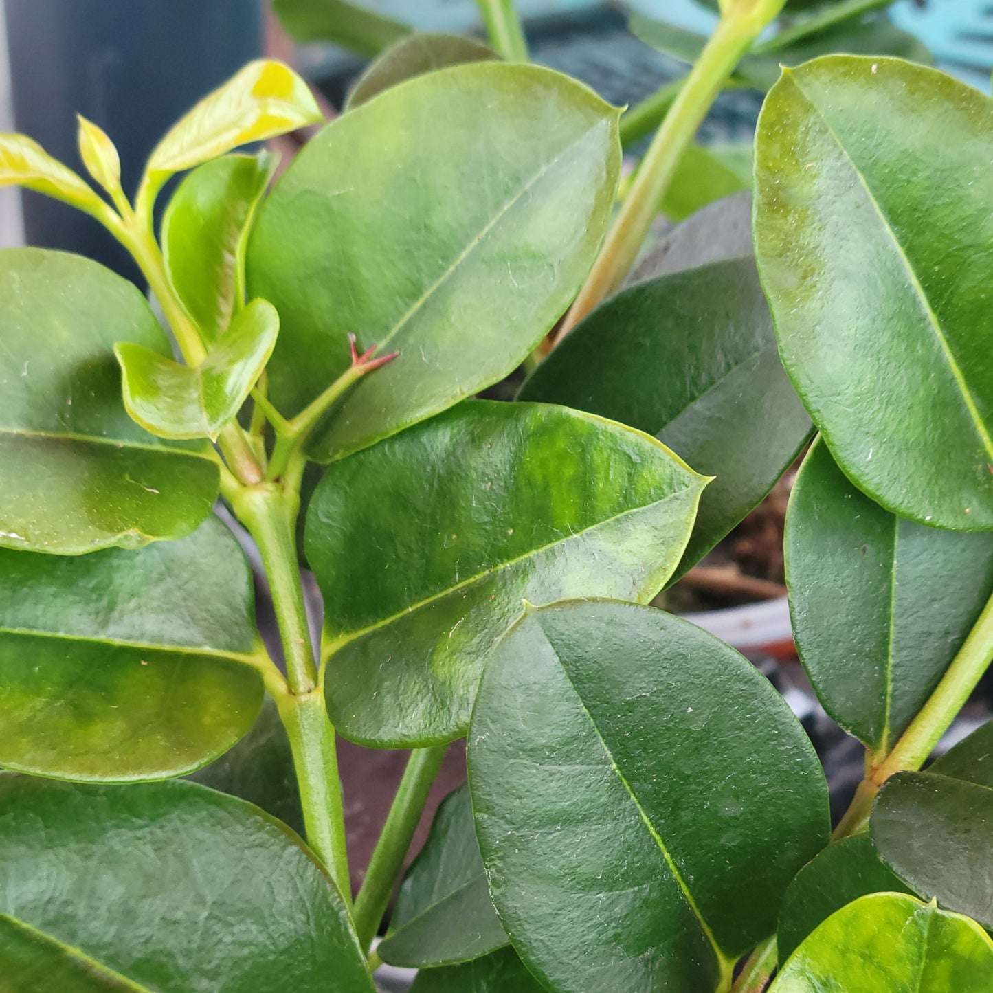 Natal Plum