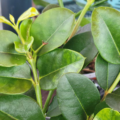 Natal Plum