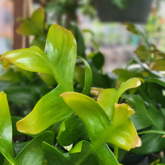 Fern Leaf Cactus