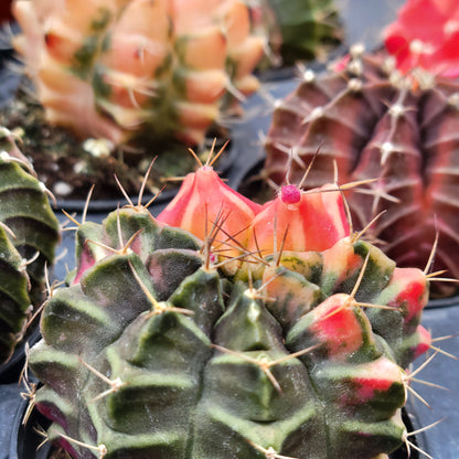Moon Cactus