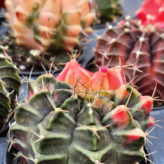 Moon Cactus