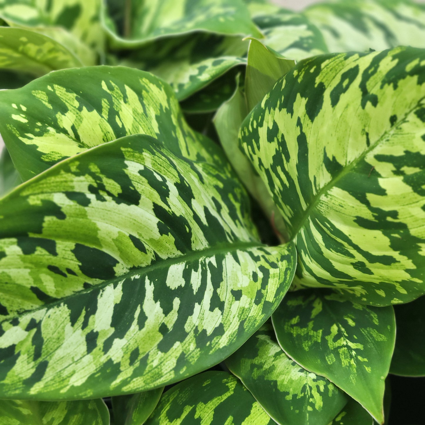 Homalomena 'Camouflage'