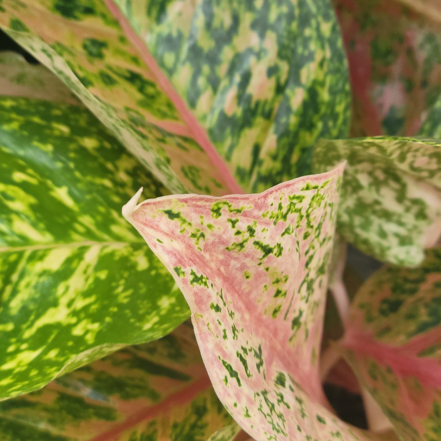 Aglaonema 'Dizzy Diamond'