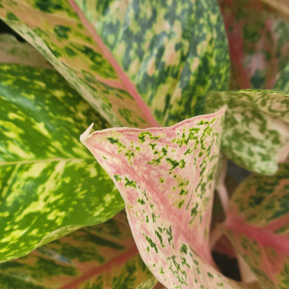 Aglaonema 'Dizzy Diamond'
