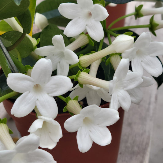 Stephanotis