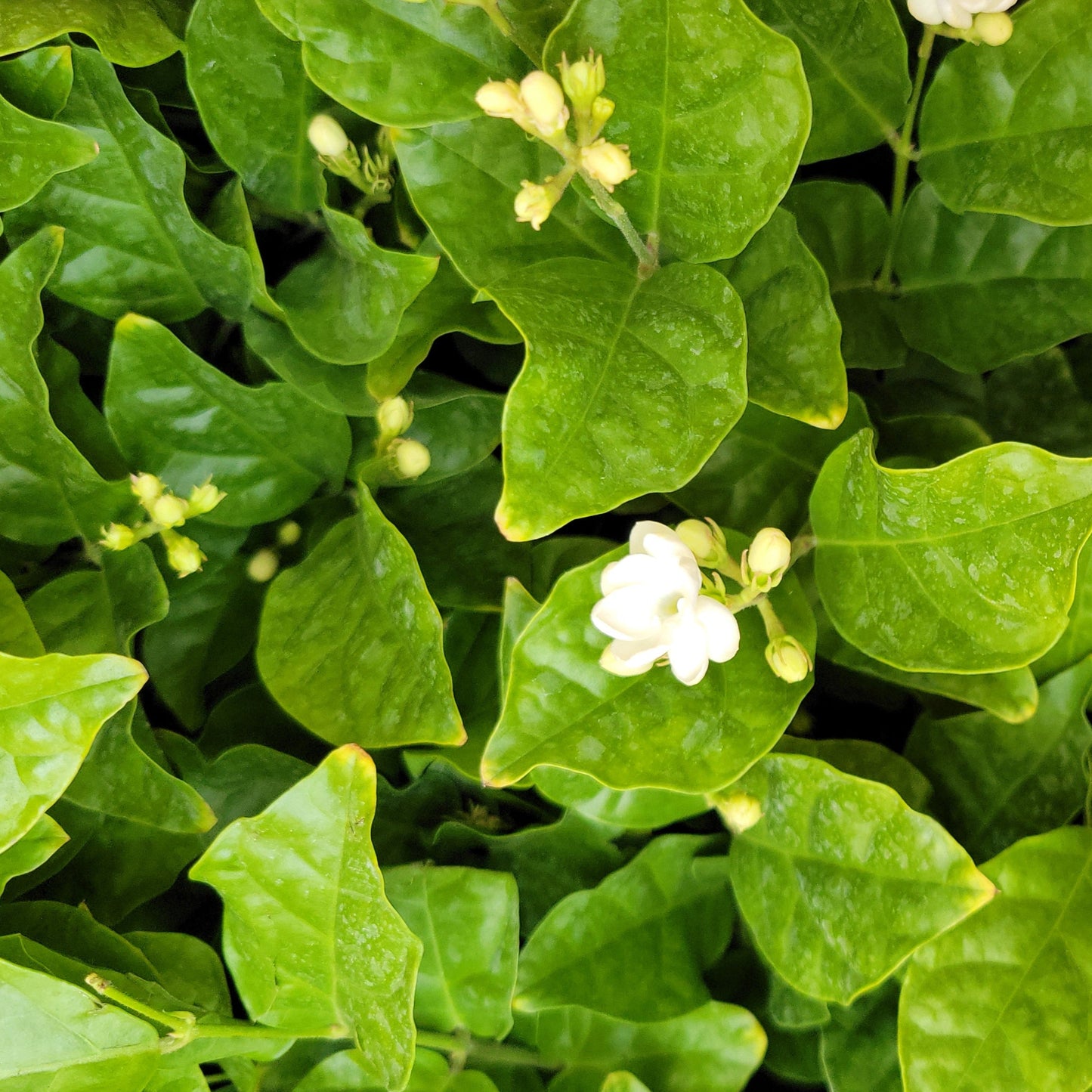 Jasmine 'Maid of Orleans'