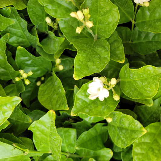 Jasmine 'Maid of Orleans'