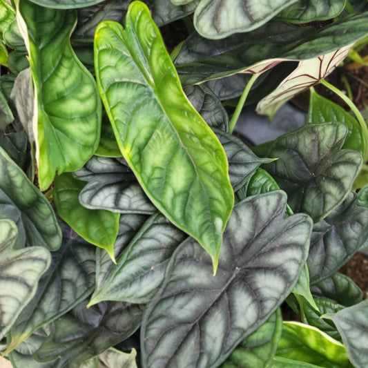 Alocasia 'Dragon's Breath'