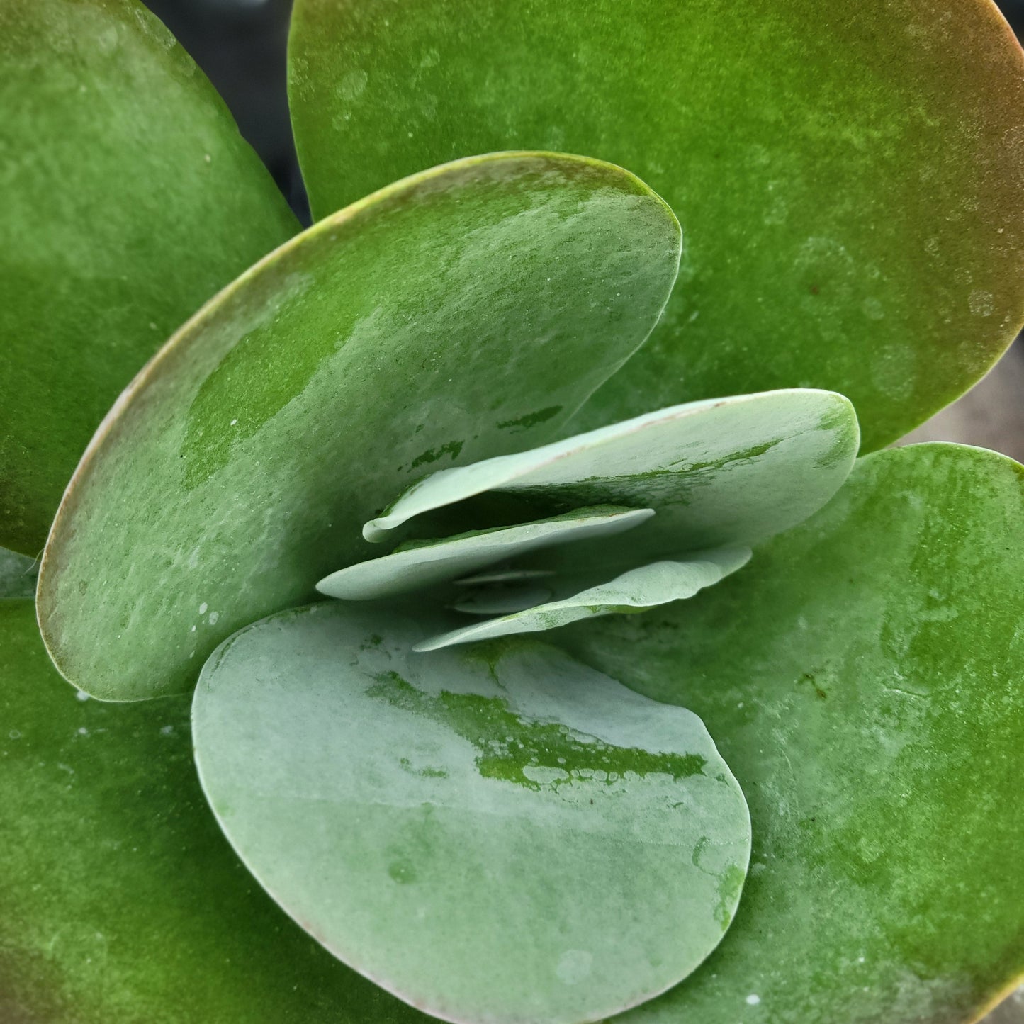 Kalanchoe 'Desert Rose'