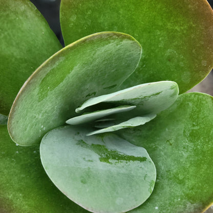 Kalanchoe 'Desert Rose'