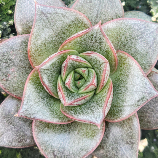 Echeveria purpusorum