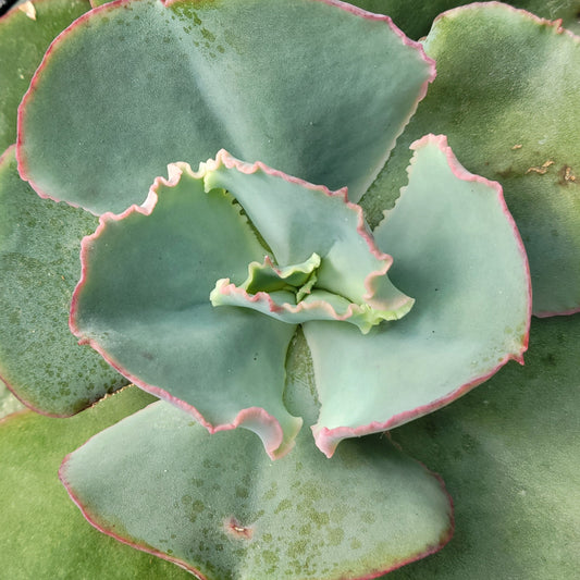 Echeveria 'Coral Reef'