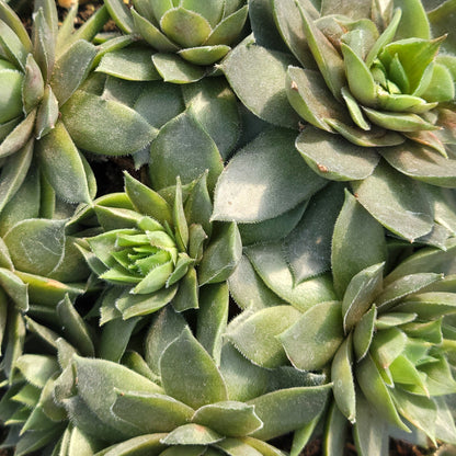 Braun's Hens and Chicks