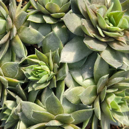 Sempervivum braunii