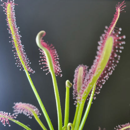 Sundew (Drosera capensis)