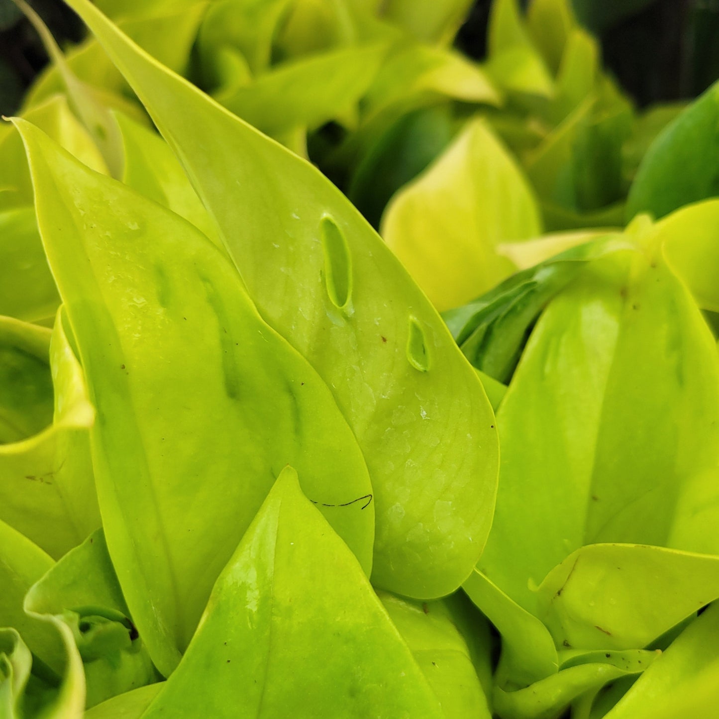 Pothos 'Champs Élysées'