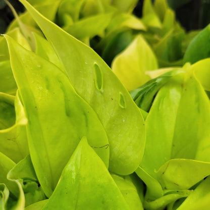 Pothos 'Champs Élysées'