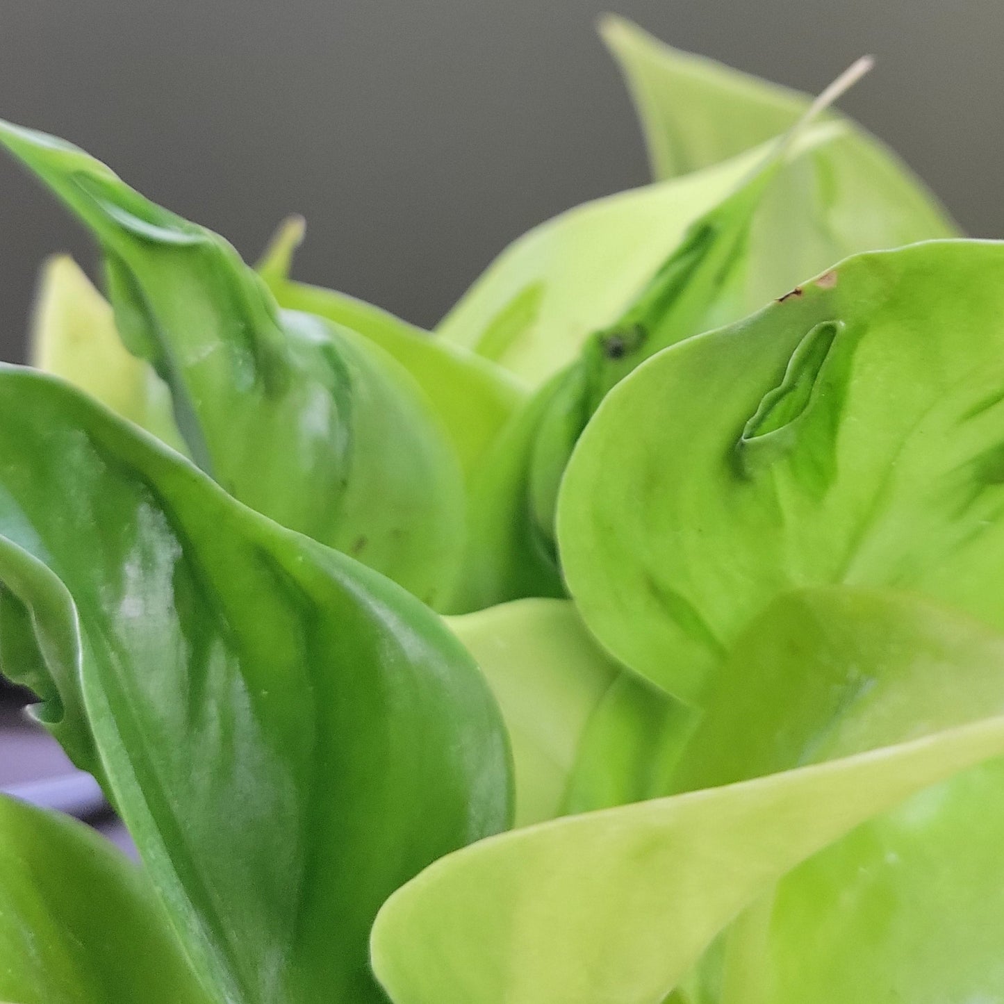 Pothos 'Champs Élysées'