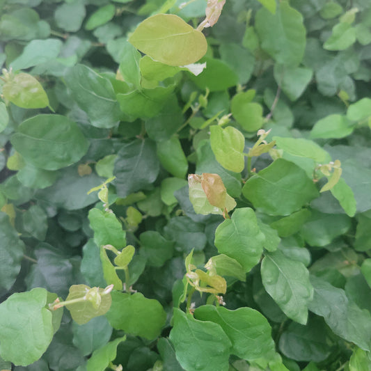 Creeping Fig
