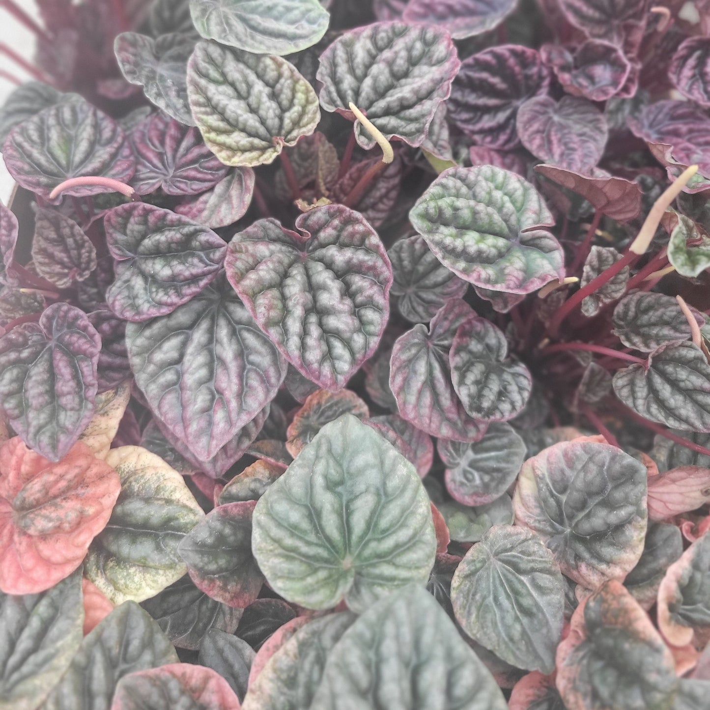 Peperomia Ripple